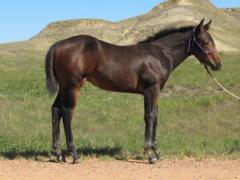 Paddys Gin Rafiki JW <BR> AQHA 5842578